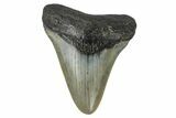 Juvenile Megalodon Tooth - North Carolina #172648-2